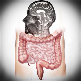 I neuroni dell'intestino interagiscono con quelli del cervello