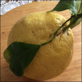 Cedro