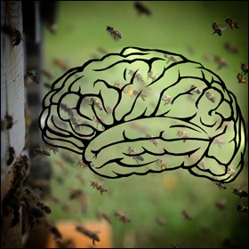 Studiare le api in una colonia come i neuroni in un cervello