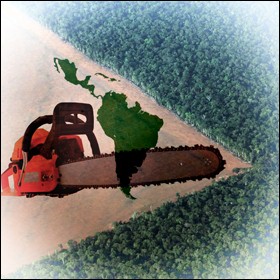 Il disboscamento illegale: crimine organizzato che distrugge le foreste dell'America latina