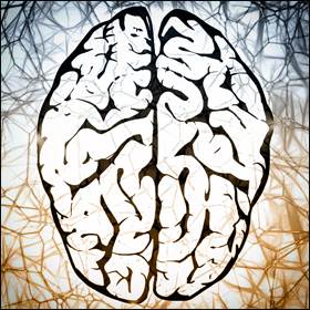 La predisposizione nei confronti dell'apprendimento delle lingue dipende dalla struttura del cervello. È coinvolto l'emisfero dominante sinistro