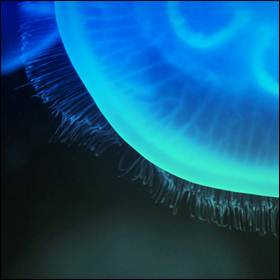Se negli oceani ci sono le creature marine, il merito è anche dei virus che, infettando il plancton, rimettono in circolo i nutrienti per l’ecosistema