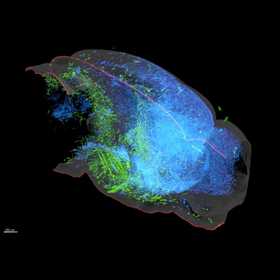 Nuovo studio rivela che il sistema della serotonina del cervello che regola tutto è costituito da molteplici percorsi paralleli che influenzano il cervello