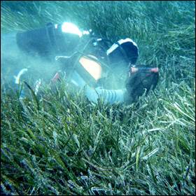 La ricerca ha stimato che l’aumento di CO2 sull’ambiente marino potrebbe porvocare una erosione delle spiagge e maggiori rischi di inondazioni