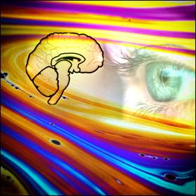 L'occhio è un recettore sensoriale che si limita ad inviare i segnali di variazione della energia luminosa che il cervello trasforma in sensazioni colorate