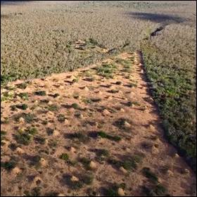 Nella foresta brasiliana di Caatinga le termiti hanno costruito grandi e complessi edifici a forma di torri con intricati sistemi di tunnel sotterranei