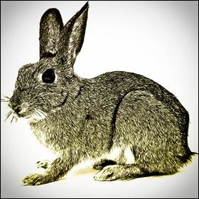 I conigli preferiscono mangiare le piante con un molto DNA mentre gli invertebrati, come le lumache e gli insetti, preferiscono le piante con meno DNA.