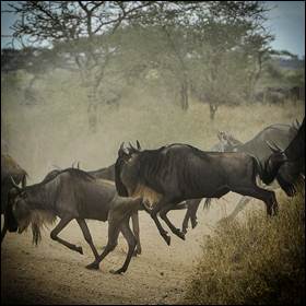 Alcune aree in Africa hanno visto nell'ultimo decennio un aumento del 400% della popolazione umana e una riduzione degli animali di oltre il 75%