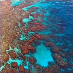 I batteri presenti nell'acqua, in prossimità delle barriere coralline, mutano radicalmente nel corso della notte rispetto al giorno