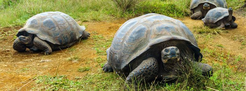 Migrazione stagionale delle tartarughe delle Galapagos