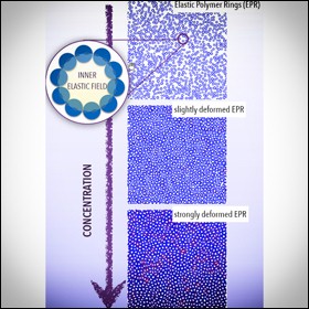 Anelli elastici con taglia variabile da centinaia di nanometri a qualche micron come nuovo modello di materia soffice