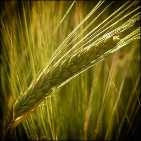 Tracciata l'ascendenza dei moderni grani per il pane