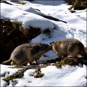 Basso tasso evolutivo del genoma nelle marmotte alpine