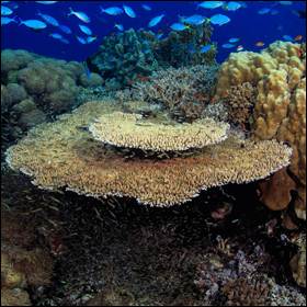 Rivalutare gli obiettivi climatici per le barriere coralline