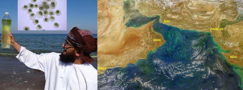 Noctiluca scintillans si diffonde nel Mar Arabico