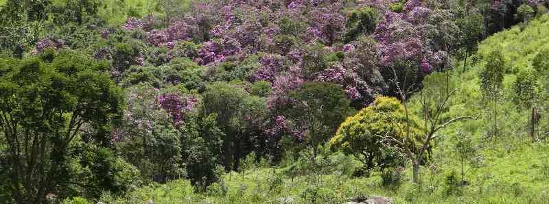 La foresta pluviale atlantica si sta rigenerando