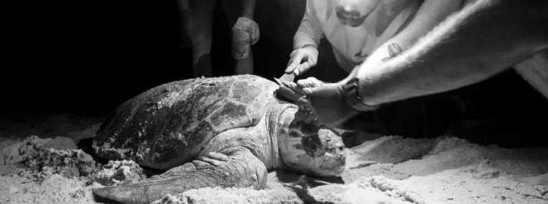 Organismi sulle conchiglie delle tartarughe marine