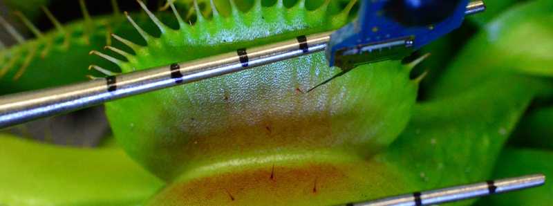 La trappola della Dionaea muscipula