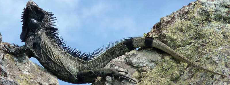 Nuova specie di iguana nera nei Caraibi