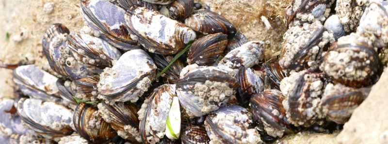 Il ricaldamento degli oceani danneggia i molluschi