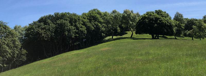 Il ruolo dei microrganismi sulle foglie degli alberi